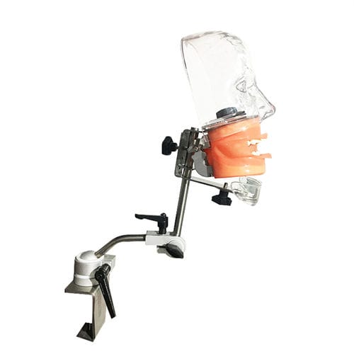 Modelo de cabeça - UM-L19 - Tangshan UMG Medical Instrument - do rosto / bucal / odontológico