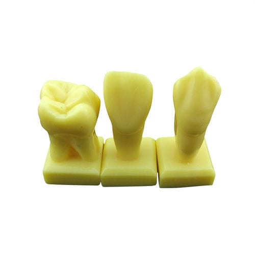 Modelo de dente - UM-U15 - Tangshan UMG Medical Instrument - odontológico / para ensino