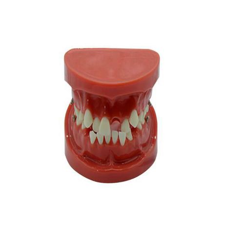 Modelo anatômico de dentição - UM-B14 - Tangshan UMG Medical Instrument - para ortodontia