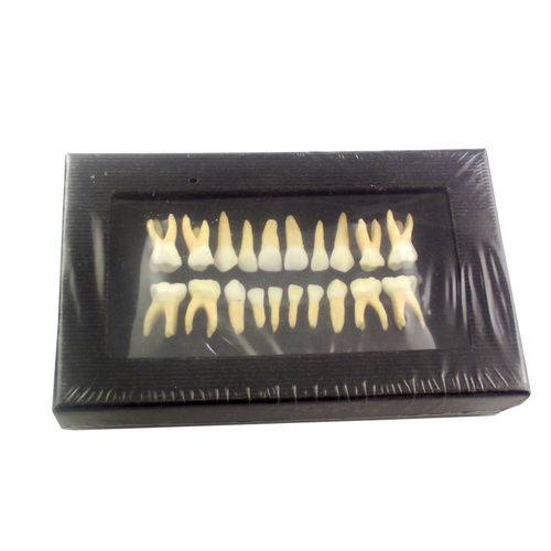 Modelo de dente - UM-C7 - Tangshan UMG Medical Instrument - odontológico / para treinamento / de dissecção