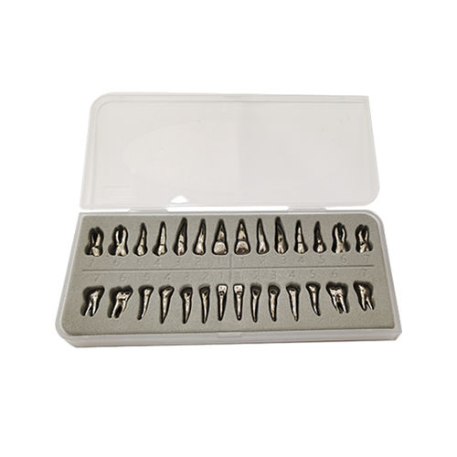Modelo de dente - UM-D13 - Tangshan UMG Medical Instrument - odontológico / para treinamento