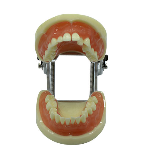 Modelo de dente - UM-8016 - Tangshan UMG Medical Instrument - de dentição / bucal / para treinamento