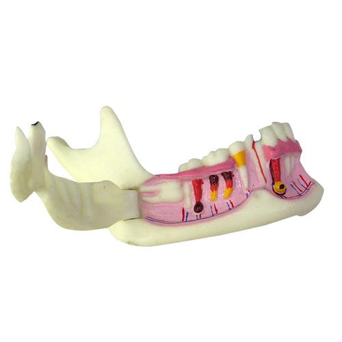 Modelo de mandíbula - UM-F6 - Tangshan UMG Medical Instrument - de dentes / para ensino / de resina