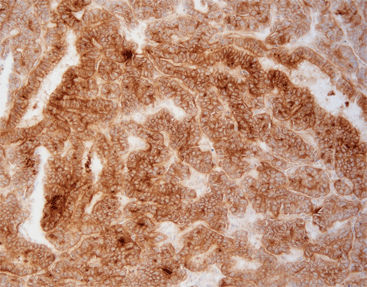 Reagente anticorpos - FGM0011 - Celnovte Biotechnology Co., Ltd. - para câncer / de origem animal