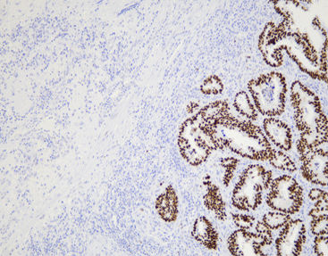 Reagente anticorpo monoclonal - CPM-0141 - Celnovte Biotechnology Co., Ltd. - anticorpo policlonal / para pesquisa / de tecidos