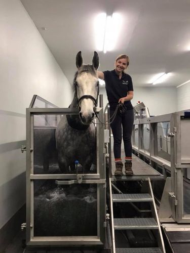Spa animal para equídeos - FMBs