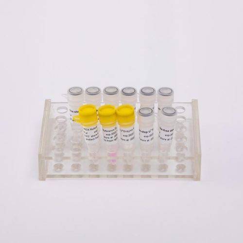 Reagente Taq polimerase - V5001 - Guangzhou Dongsheng Biotech Co., Ltd. - transcriptase reversa / para pesquisa / para RT-qPCR