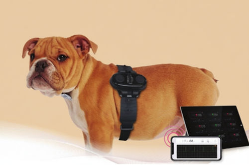 Monitor de paciente de ECG - ARGOS - Digiray - vestível / de temperatura / de frequência cardíaca
