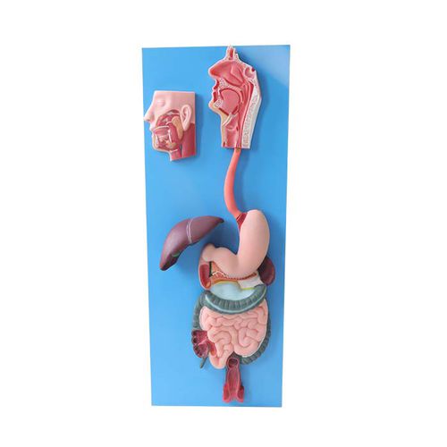 Modelo anatômico de sistema digestivo - DS 04 - MeiWo Science - para ensino / em hidrogel / flexível
