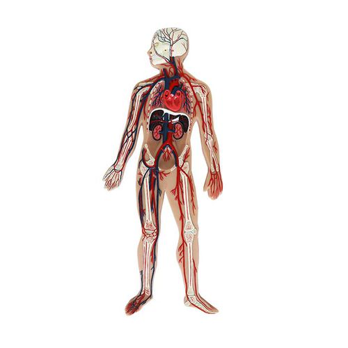 Modelo anatômico de corpo inteiro - CS 03 - MeiWo Science - de vasos sanguíneos / para ensino / em hidrogel