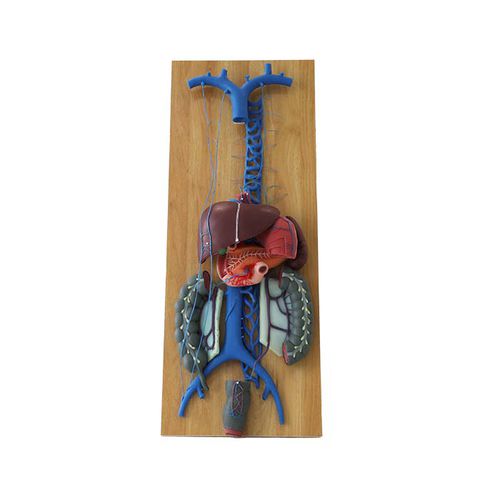 Modelo anatômico de veia - CS 08 - MeiWo Science - para ensino / em hidrogel / com nervos