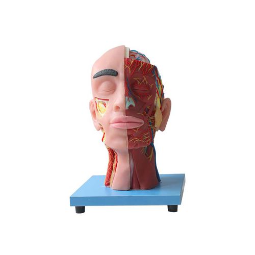 Modelo anatômico do rosto - CS 10 - MeiWo Science - para ensino / em hidrogel / com musculatura