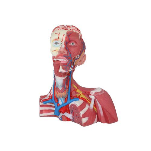 Modelo anatômico de veia cava - CS 12 - MeiWo Science - para ensino / em hidrogel / com musculatura