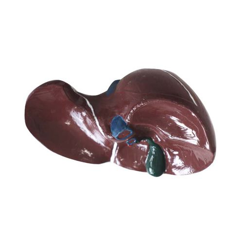 Modelo anatômico de fígado - DS 09 - MeiWo Science - de vesícula biliar / para ensino / em hidrogel
