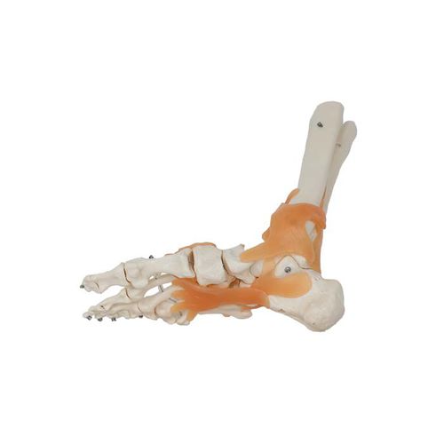 Modelo de articulação - LS 05 - MeiWo Science - de tornozelo / para ensino / em hidrogel