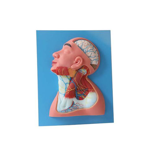 Modelo de cabeça - NS 11 - MeiWo Science - de pescoço / para ensino / em hidrogel