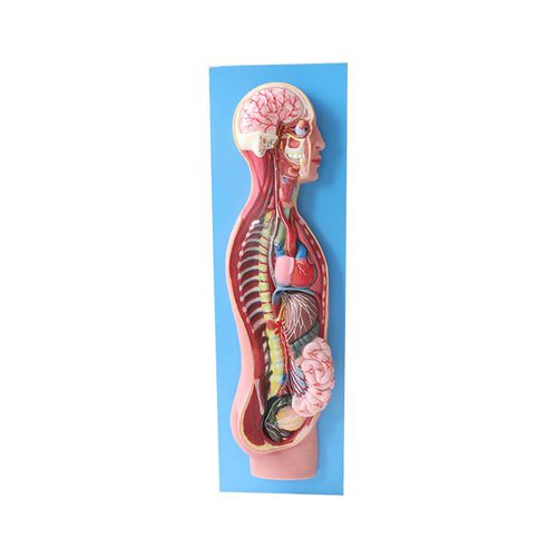 Modelo anatômico de sistema nervoso simpático - NS 12 - MeiWo Science - para ensino / em hidrogel / com nervos