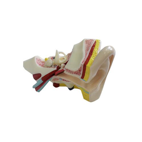 Modelo de orelha - SS 02 - MeiWo Science - para ensino / em hidrogel / flexível