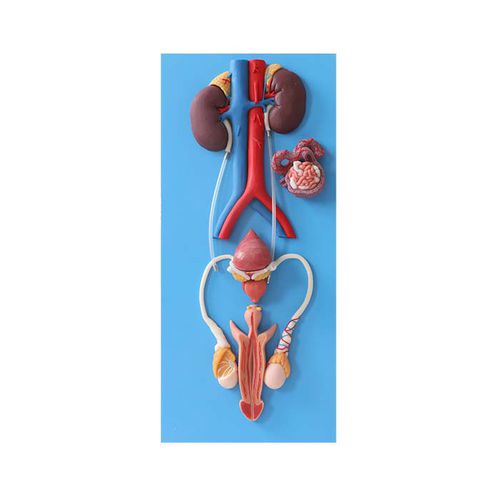 Modelo anatômico de sistema urinário - US 06 - MeiWo Science - para ensino / masculino / em hidrogel