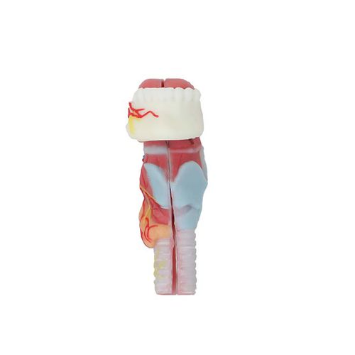 Modelo de dente - DS 11 - MeiWo Science - de língua / de laringe / para ensino