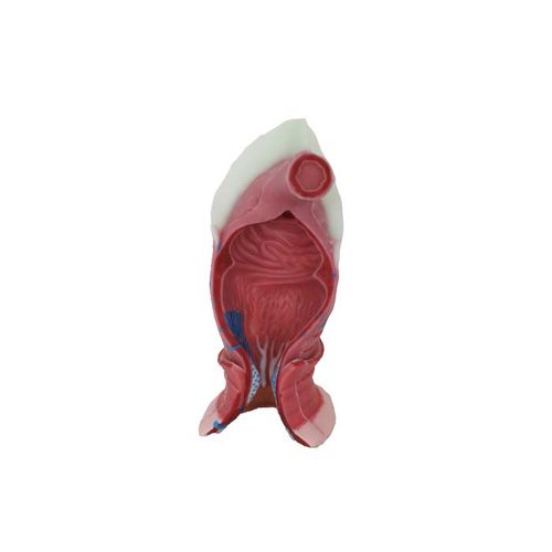 Modelo anatômico anal - DS 05 - MeiWo Science - para ensino / em hidrogel / com musculatura