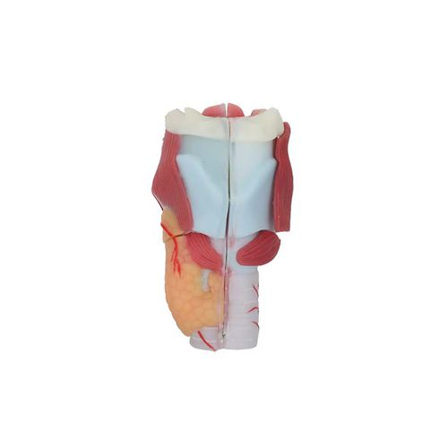 Modelo de laringe - RS 03 - MeiWo Science - para ensino / em hidrogel / com musculatura