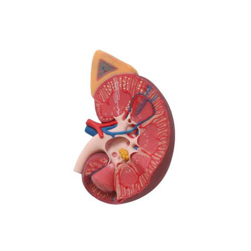 Modelo de rim - US 03 - MeiWo Science - para ensino / em hidrogel / com nervos