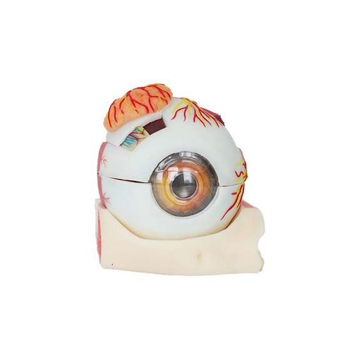 Modelo anatômico de olho - SS 03 - MeiWo Science - para ensino / em hidrogel / com nervos