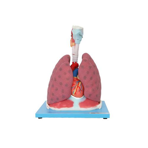 Modelo de coração - RS 06 - MeiWo Science - de pulmão / para ensino / flexível