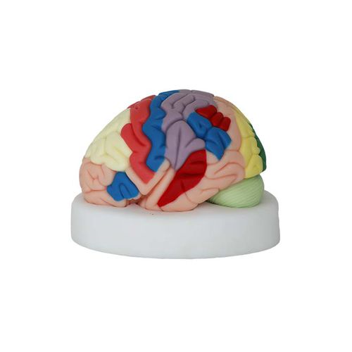 Modelo de cérebro - NS 04 - MeiWo Science - para ensino / flexível