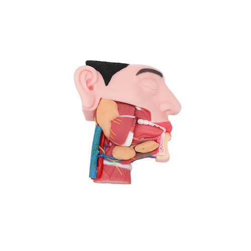 Modelo de mandíbula - TA 08 - MeiWo Science - de cabeça / para ensino / com nervos
