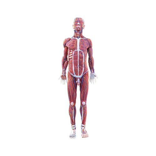 Modelo anatômico de corpo inteiro - LS 07 - MeiWo Science - para ensino / em hidrogel / com musculatura