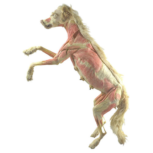Modelo anatômico corpo - MWDW-004 - MeiWo Science - veterinário / de cão