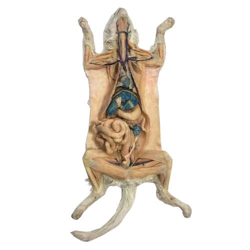 Modelo anatômico corpo - MWDW-012 - MeiWo Science - veterinário / de gato