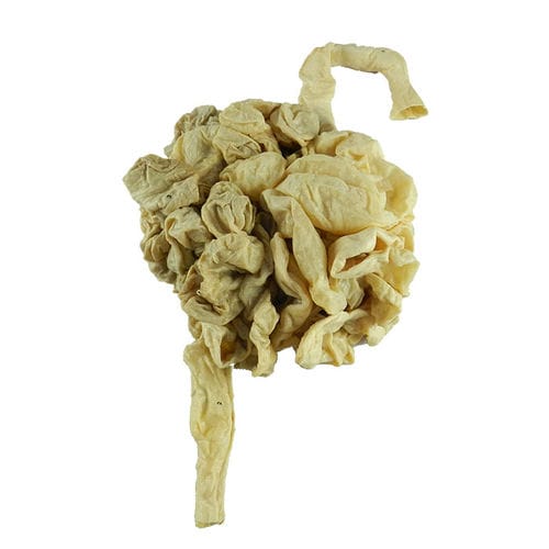 Modelo anatômico de intestino delgado - MWDW-017 - MeiWo Science - veterinário / de cavalo