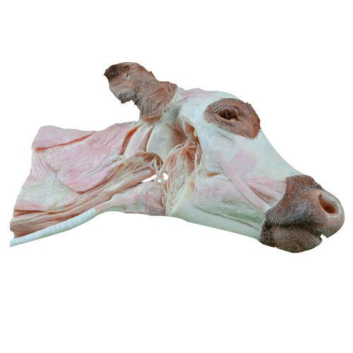 Modelo de cabeça - MWDW-027 - MeiWo Science - de pescoço / veterinário / para ensino