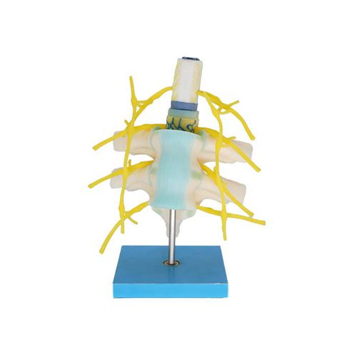 Modelo de medula espinhal - MeiWo Science - para educação em saúde / para ensino
