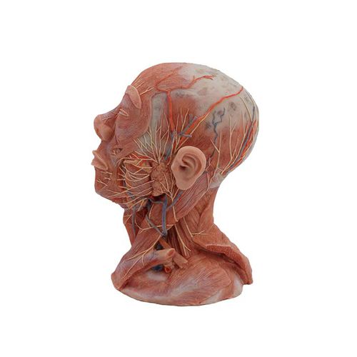 Modelo de cabeça - MeiWo Science - de pescoço / de nervo / de vasos sanguíneos