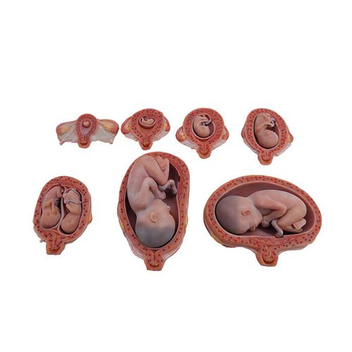 Modelo anatômico corpo - MeiWo Science - para ensino / de feto