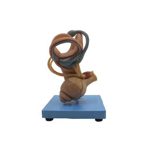 Modelo de ouvido interno - HG-001 - MeiWo Science - de canal auditivo / para ensino / em silicone