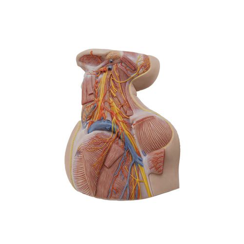 Modelo de pescoço - HJ-005 - MeiWo Science - para ensino / em silicone / com nervos