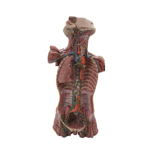 Modelo anatômico de sistema linfático - HM-004 - MeiWo Science - tronco / para ensino / em silicone