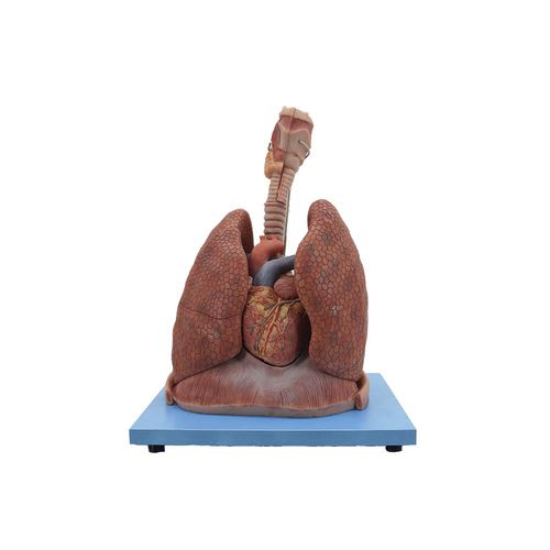 Modelo de pulmão - HH-004 - MeiWo Science - de laringe / de coração / para ensino