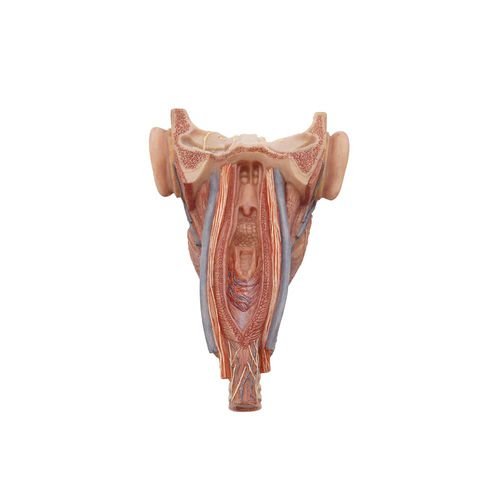 Modelo anatômico de faringe - HH-006 - MeiWo Science - do rosto / para ensino / em silicone