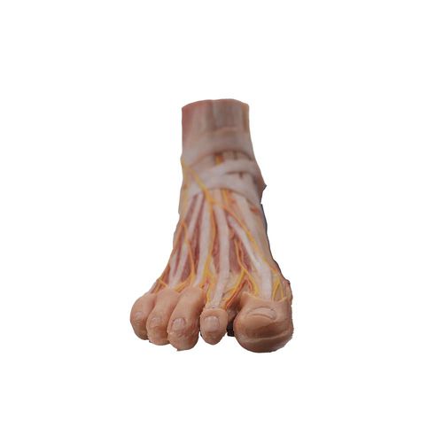Modelo anatômico de pé - HY-003 - MeiWo Science - para ensino / em silicone / com musculatura