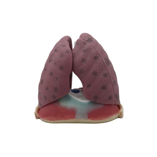Modelo de pulmão - SH-010 - MeiWo Science - para ensino / em silicone