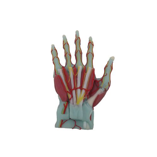 Modelo anatômico de mão - SL-016 - MeiWo Science - para ensino / em silicone / com musculatura