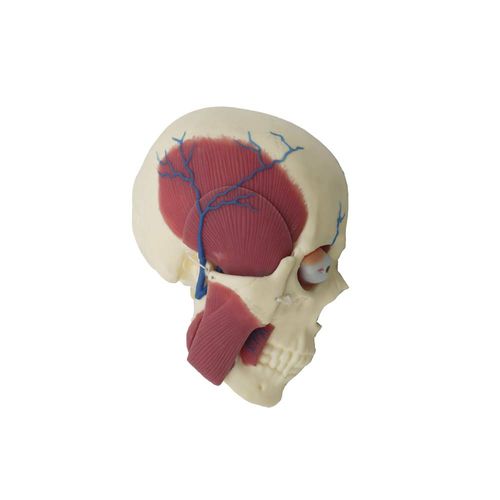 Modelo de cérebro - SL-018 - MeiWo Science - de crânio / para ensino / em silicone