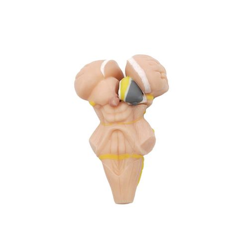 Modelo anatômico de tronco cerebral - MeiWo Science - para ensino / em silicone