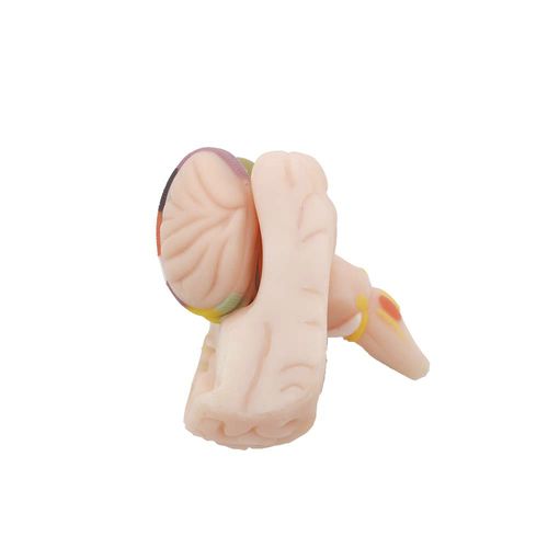Modelo de cérebro - MeiWo Science - para ensino / em silicone / com nervos